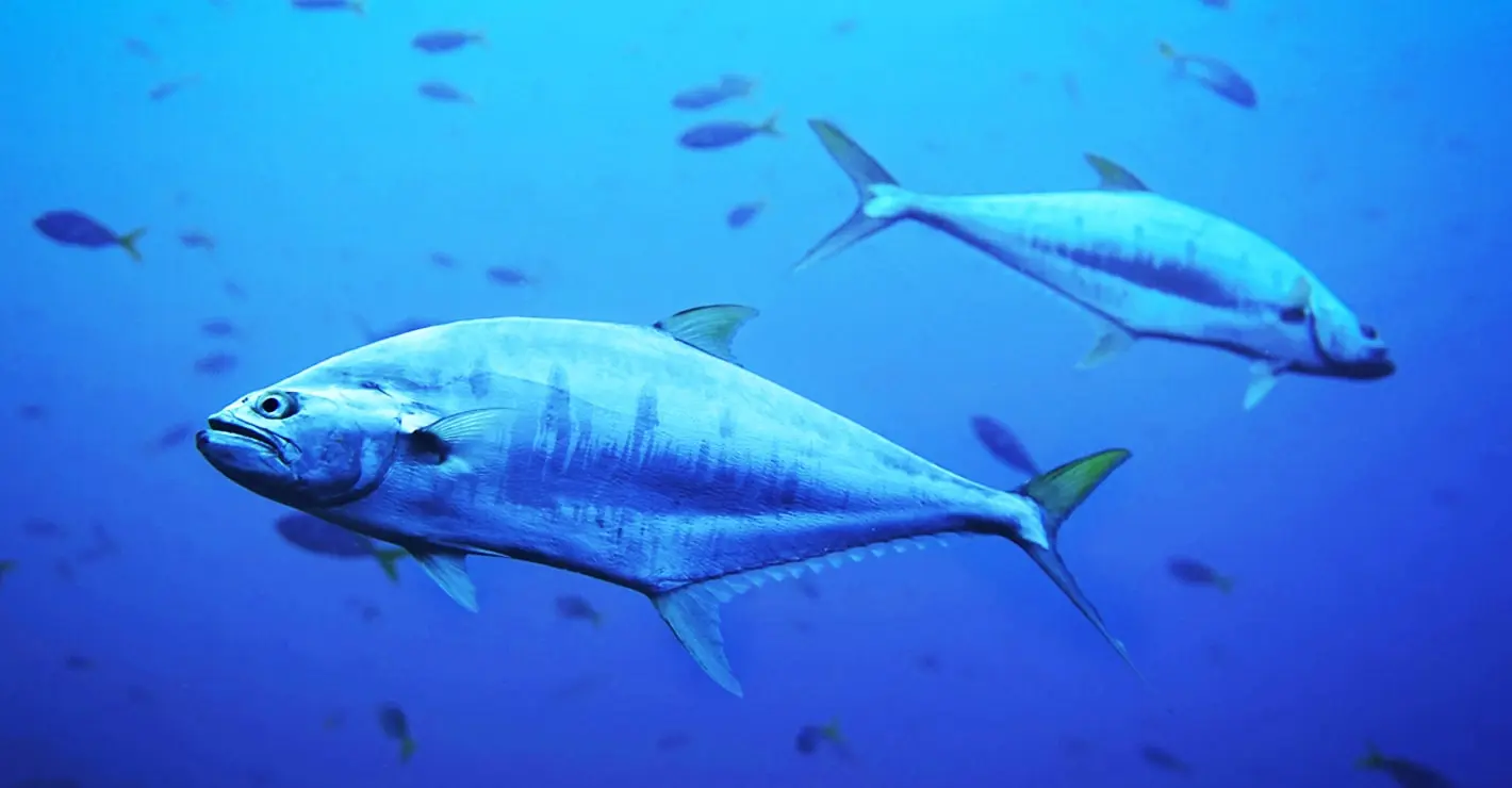 A tonhal látványos visszatérése Dániába